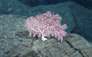 Pink cold water coral on black rock
