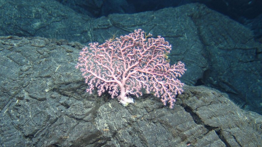 Pink cold water coral on black rock