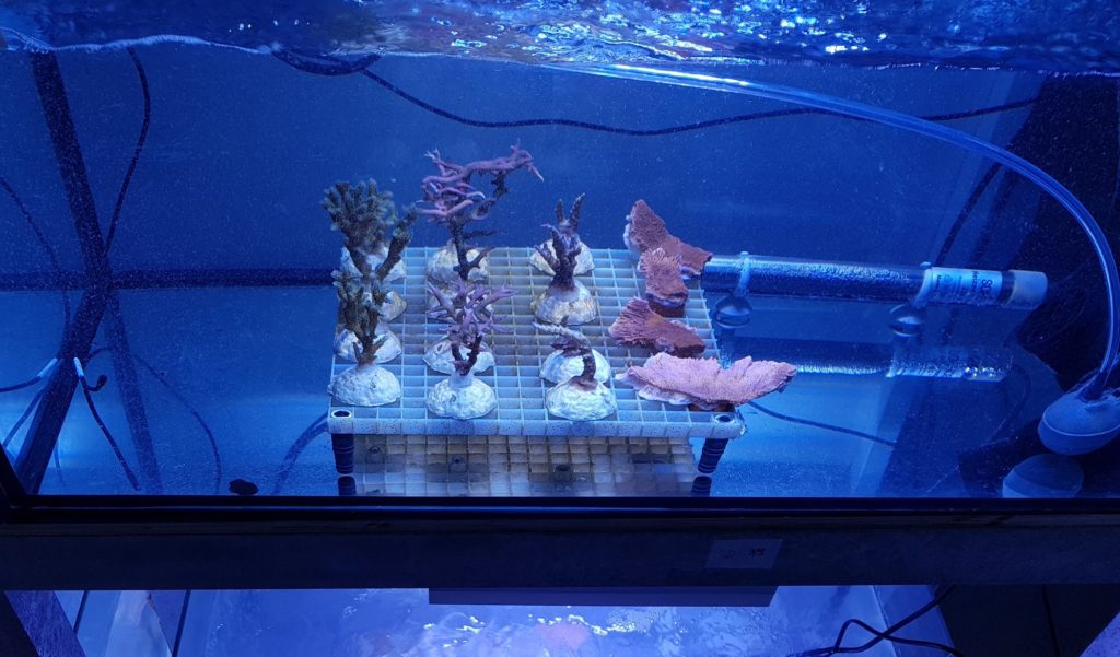 coral species