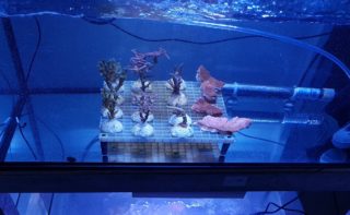 coral species