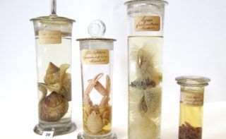 Sammlung zur Tierwelt, zusammengetragen um Helgoland im Jahre 1894