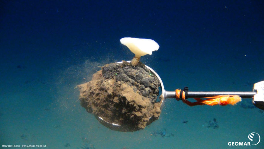 Manganknolle mit einem Tiefseeschwamm, Expedition SO242