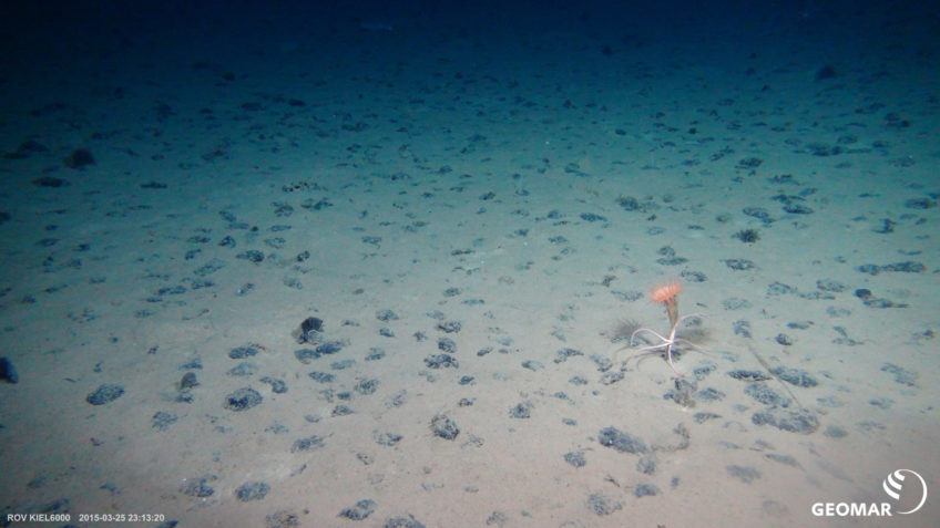 Typical manganese nodule habitat on the seafloor in the Clarion-Clipperton Fracture Zone (CCZ) in the Pacific Ocean (Expedition SO239) with a sea anemone and a brittle star.