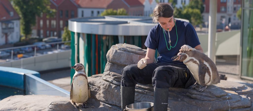 Training mit den Humboldt-Pinguinen im OZEANEUM Stralsund