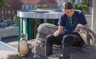 Training mit den Humboldt-Pinguinen im OZEANEUM Stralsund
