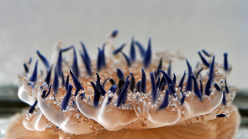 Mangrove jellyfish in the ZMT's seawater facility