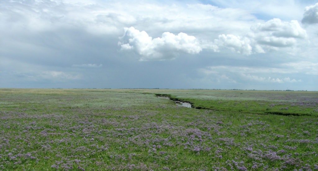 NorderneySalzwiese