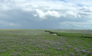 NorderneySalzwiese
