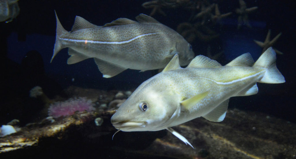Schwimmende Dorsche