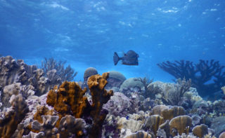 Tropisches Korallenriff