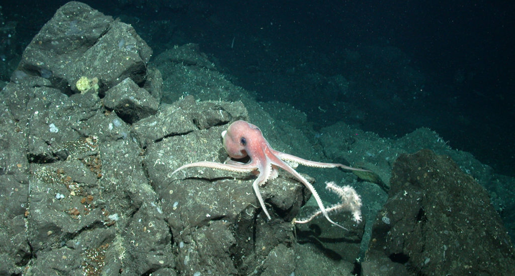 oktopus-am-mittelatlantischen-rücken