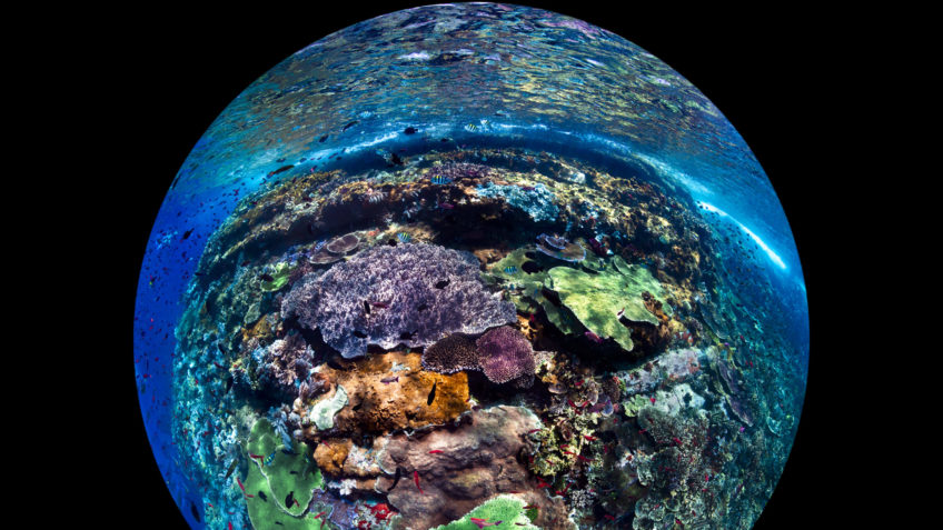 Underwater view of a reef