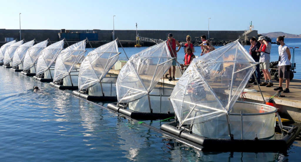 Mesokosmen werden für das Experiment des EU-Projekts Ocean-based Negative Emission Technologies (OceanNETs) auf Gran Canaria vorbereitet
