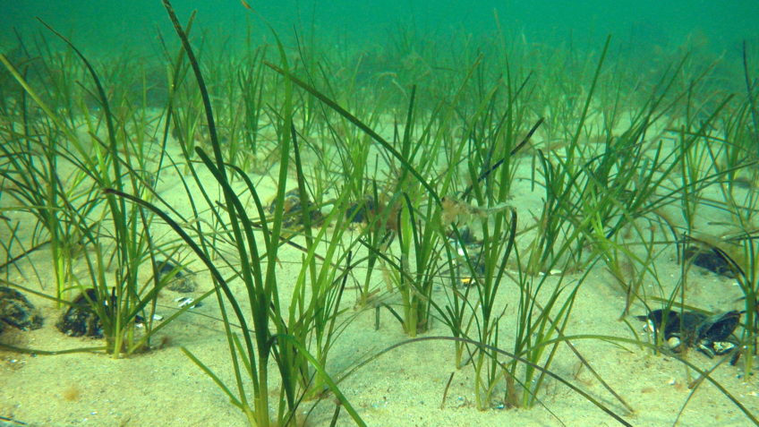 Seegraswiesen sind Kohlenstoffspeicher und wertvoller Lebensraum zugleich