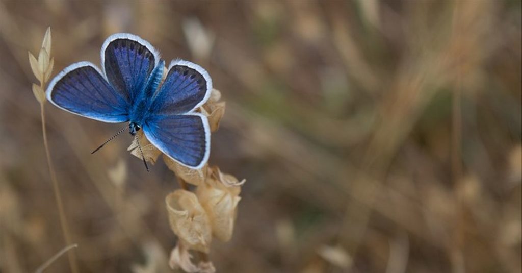 butterfly
