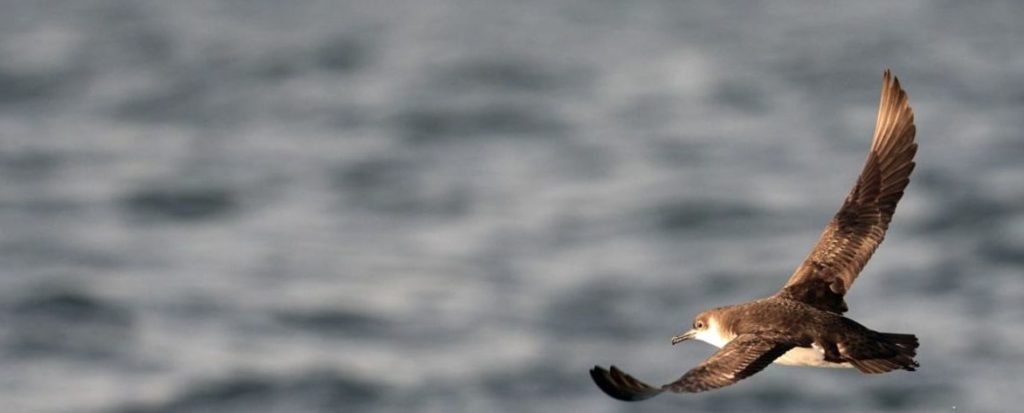 Sturmtaucher fliegt über dem Meer
