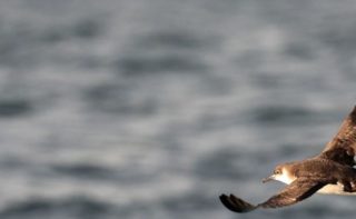 Sturmtaucher fliegt über dem Meer