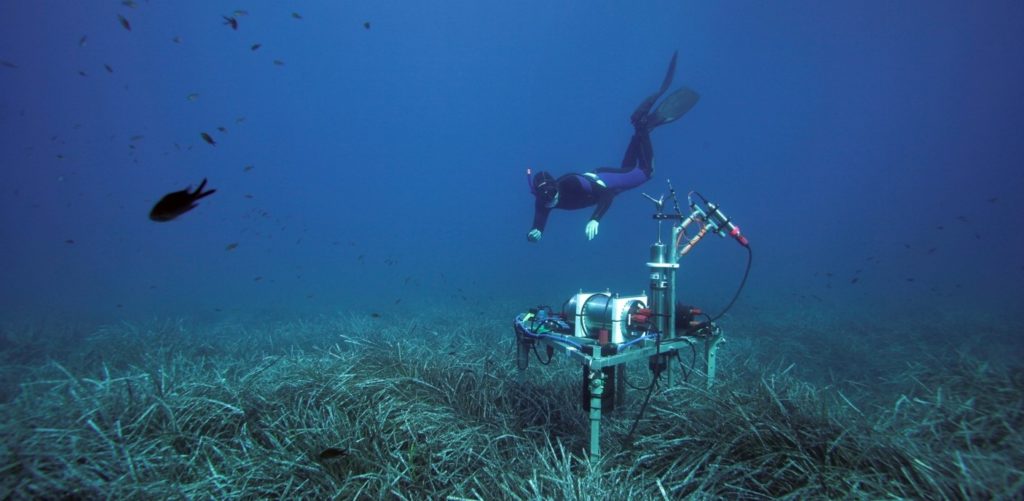 A diver taking samples in a seagrass meadow