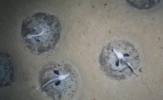 Fischnester