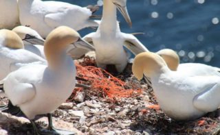 Basstölpel auf Helgoland "nutzen" alte Netze als Nistmaterial