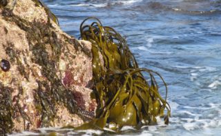 Braunalgen auf Fels am Meer