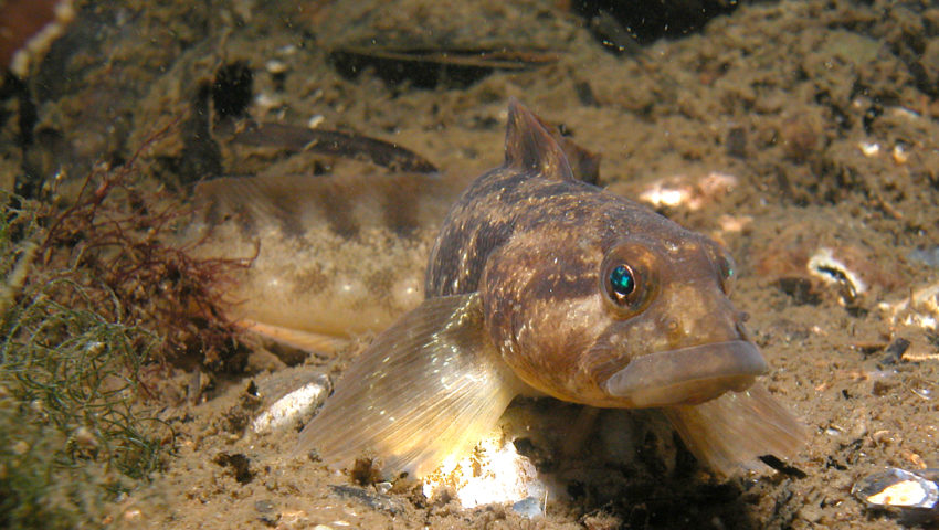 The eelpout lives in shallow water in the North Sea, Baltic Sea and Atlantic Ocean