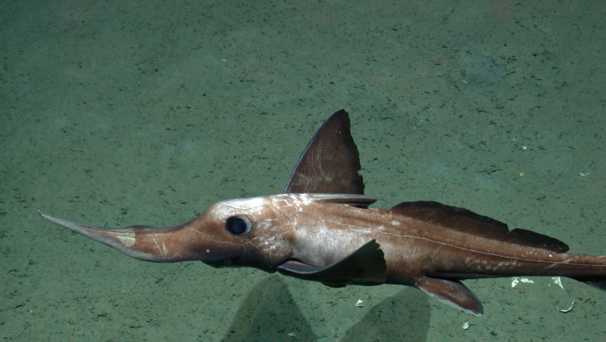 The long-nosed chimaera lives in the deep sea (the Arabian Sea at a depth of 1,975 metres)