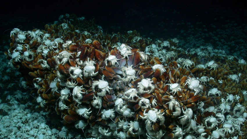 Miesmuschelfeld mit Krabben in der Tiefsee (an einer kalten Quelle im Arabischen Meer in 1.470 Meter Wassertiefe)