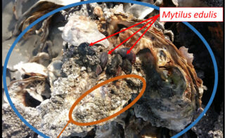 Untersuchungen der lokalen und räumlichen Rauheitswirkung von Austernriffen und Miesmuschelbänken