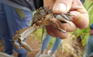 Auch in Deutschland sollen zukünftig Wollhandkrabben eingefangen werden. / In future, mitten crabs will also be trapped in Germany. (Foto: Björn Suckow)