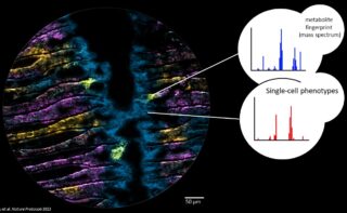 Metaboliten in Mikrobiomen auf der Mikrometerskala. Jede Farbe im Bild steht für einen anderen Metaboliten, der mit Massenspektrometrie bei höchster Pixelauflösung (2 um) abgebildet wurde. Die drei gelben Hotspots zeigen Epithelzellen, die mit einem Bakterium infiziert sind, und dessen metabolische Folgen.