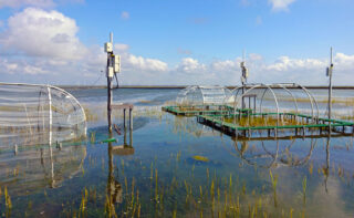 Aufbau des Experiments „Marsh Ecosystem Response to Increased Temperatures“ (MERIT) in den Salzmarschen des Wattenmeeres an der deutschen Nordseeküste.