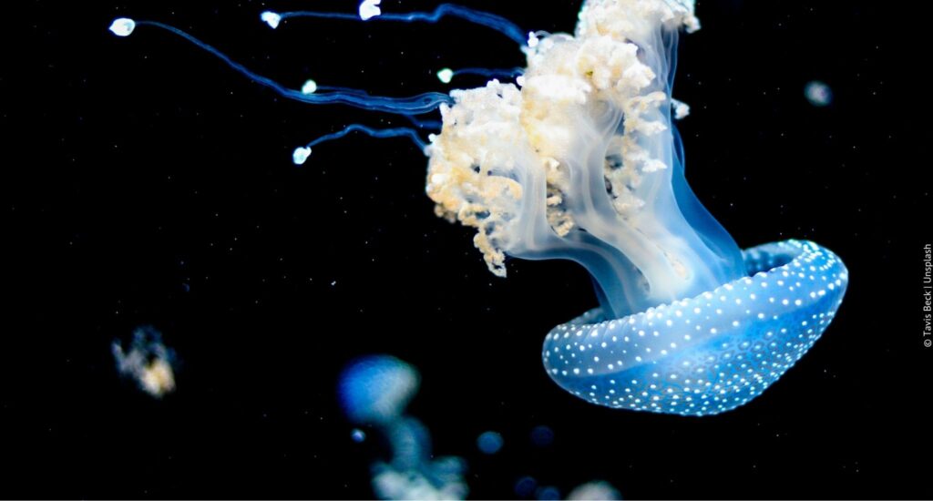 Research missions: Qualle im Meer