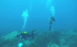 2 Divers examine a field of seaweed