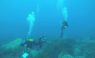 2 Taucher untersuchen Seegras