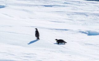 [Translate to English:] Pinguine Penguins in the East Antarctic