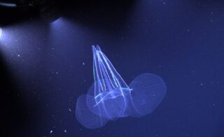 In der Tiefe verborgene Artenvielfalt: Es ist sehr wahrscheinlich, dass während der Ausfahrt MSM126 bislang unbeschriebene Lebewesen entdeckt werden, wie die Kaninchenohr-Rippenqualle Kiyohimea usagi, die 2018 erstmals im Atlantik gefunden wurde. Bis dahin war angenommen worden, das Tier lebe ausschließlich im Pazifik