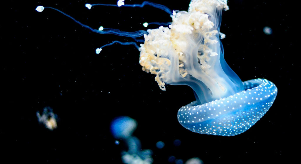 Forschungsmissionen: Qualle im Meer