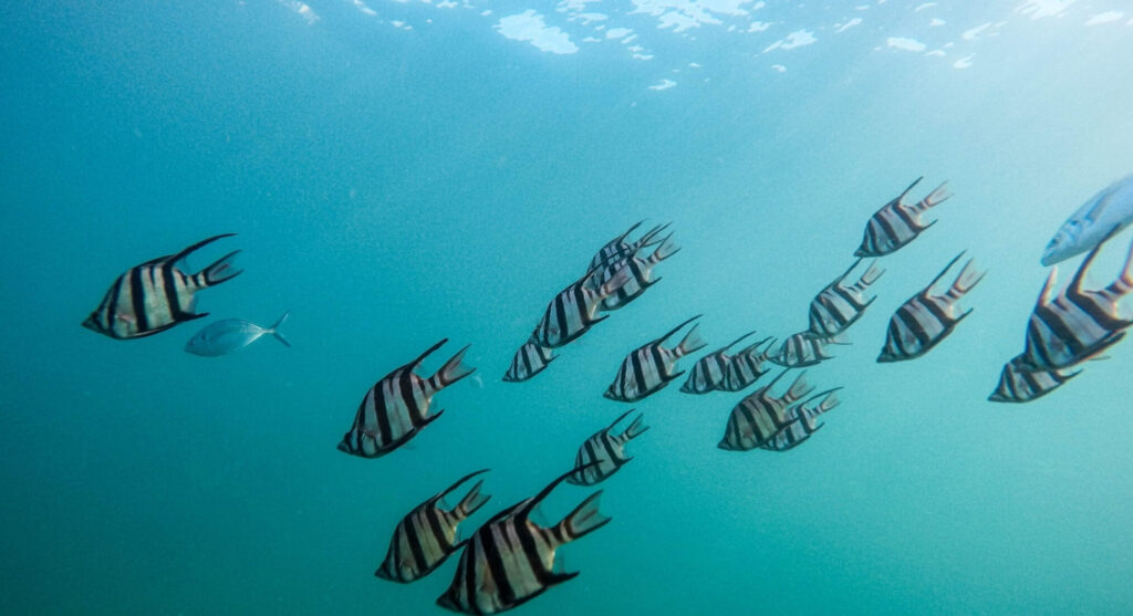 Fischschwarm unter der sonnenbeschienenen Oberfläche