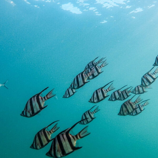 Fischschwarm unter der sonnenbeschienenen Oberfläche