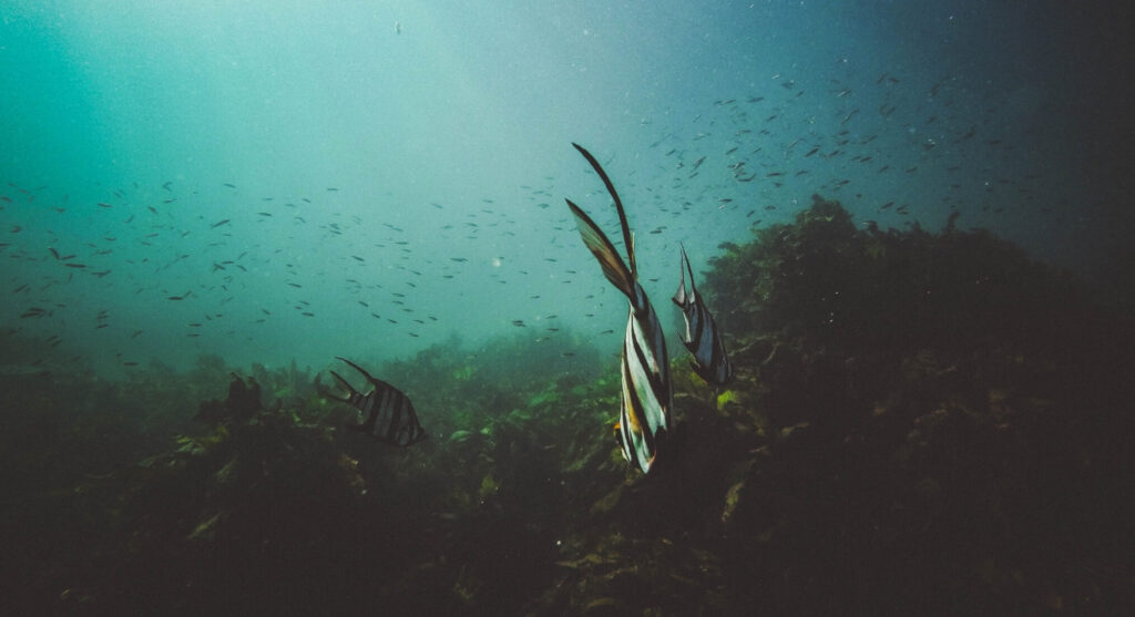 Impressum: Gründelnder Fisch