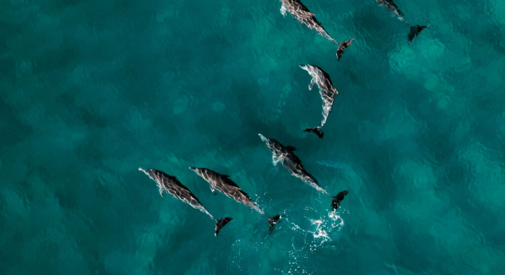 Delfinschule nahe der Oberfläche von oben