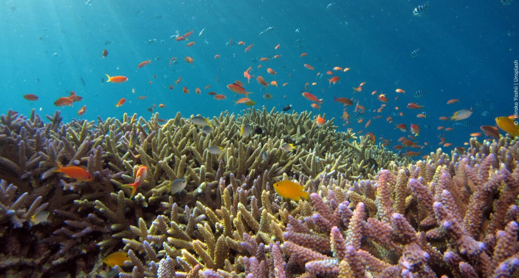 Korallenriff mit vielen bunten Fischen in einfallendem Sonnenlicht