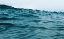 A high wave rises in the sea