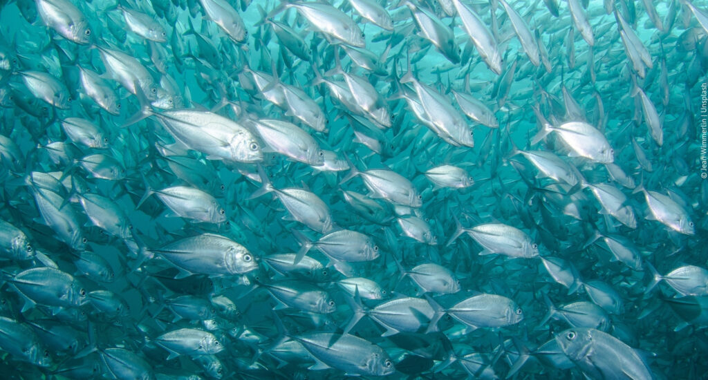 ein großer, langweiliger Schwarm silberner Fische