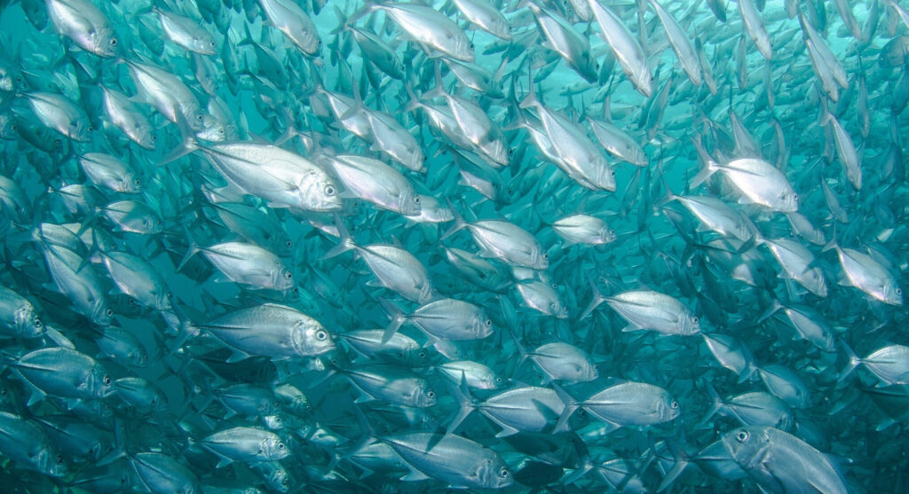 ein großer, langweiliger Schwarm silberner Fische