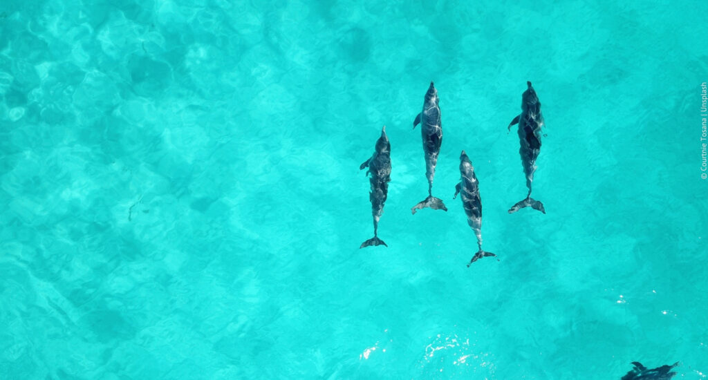 Vier Delfine in seichtem Wasser von oben