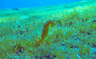 The small invasive seagrass Halophila stipulacea off Eilat in Israel