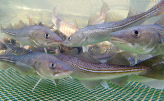 Once the staple fish of Baltic Sea fisheries, now a stock in permanent crisis - the eastern Baltic cod (here fishes in a net cage for research purposes).