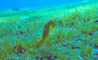 Die kleinwüchsige invasive Seegrasart Halophila stipulacea vor Eilat in Israel